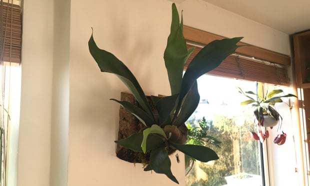 Off the wall: a staghorn in James Wong’s living room.
