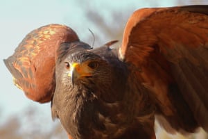 Buzzard in Cambridgeshire Photograph: Ray Stefancsik/GuardianWitness