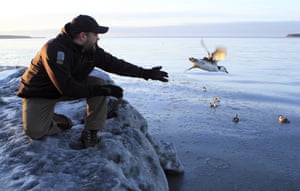 Guy Runco, director of the Bird Treatment and Learning Center, releases a common murre near Anchorage, Alaska