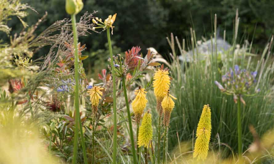 Kniphofia, mixed grasses, agapanthus and Leucadendron 'Safari Sunset' on the banks of the dry garden.