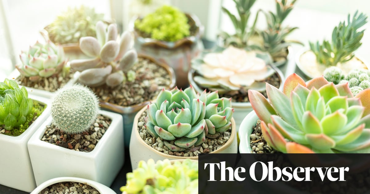 How To Tend Indoor Plants In Winter Gardening Advice The Guardian