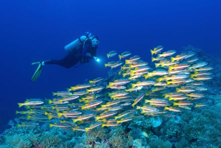 A diver swims off the coast of Palau