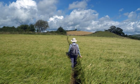 Walker on footpath through barley field, Clun, heading for Bury Ditches, Shropshire, England