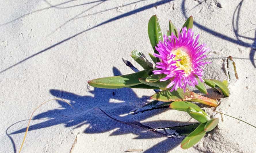 A pigface flower on the beach.