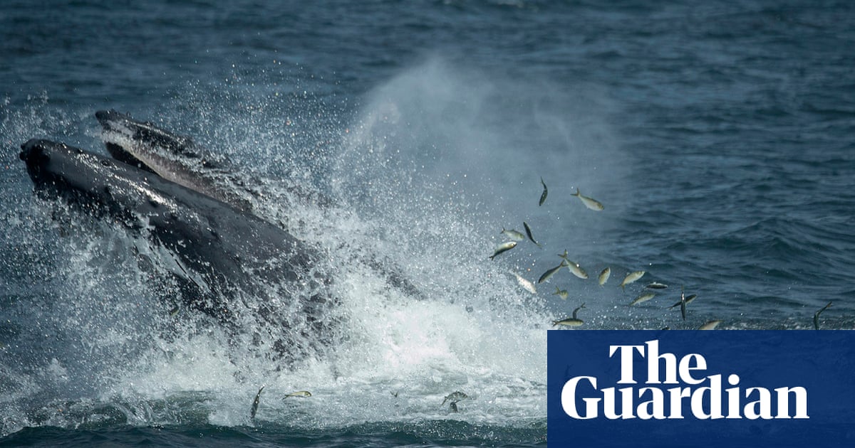 In the mouth of the whale: lobster diver swallowed by humpback lives to tell the tale
