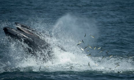 A humpback whale feeds less than six miles from New York City. Waters off New York City and the greater New York Bight serve as a feeding ground, nursery, and migratory corridor for many species of marine life including whales, dolphins, sharks, fish, and sea birds.