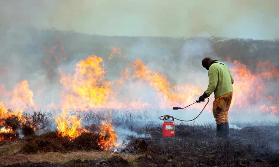 A gamekeeper on Bingley Moor in West Yorkshire using a 'weed wand' to burn heather in March.