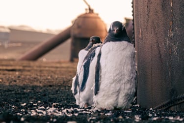 Three gentoo penguins standing next to wall in what appears to be an abandoned industrial landscape