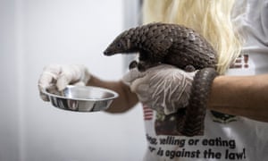 Um trabalhador do santuário de vida selvagem de Libassa dá água a um pangolim que foi resgatado de um caçador nos arredores de Monróvia, na Libéria.