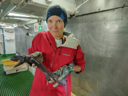 Ruth Leeney, a marine biologist, holding a frilled shark. Some of the sharks and rays she collected could fit in her hand, others were three metres long.