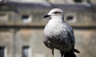 Is it wise to take parenting lessons from seagulls?