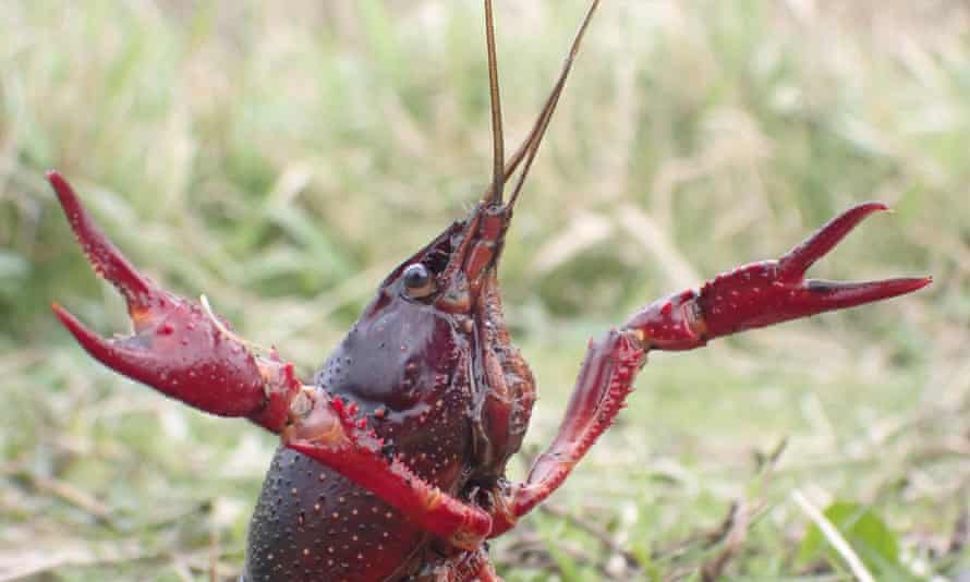 Red swamp crayfish