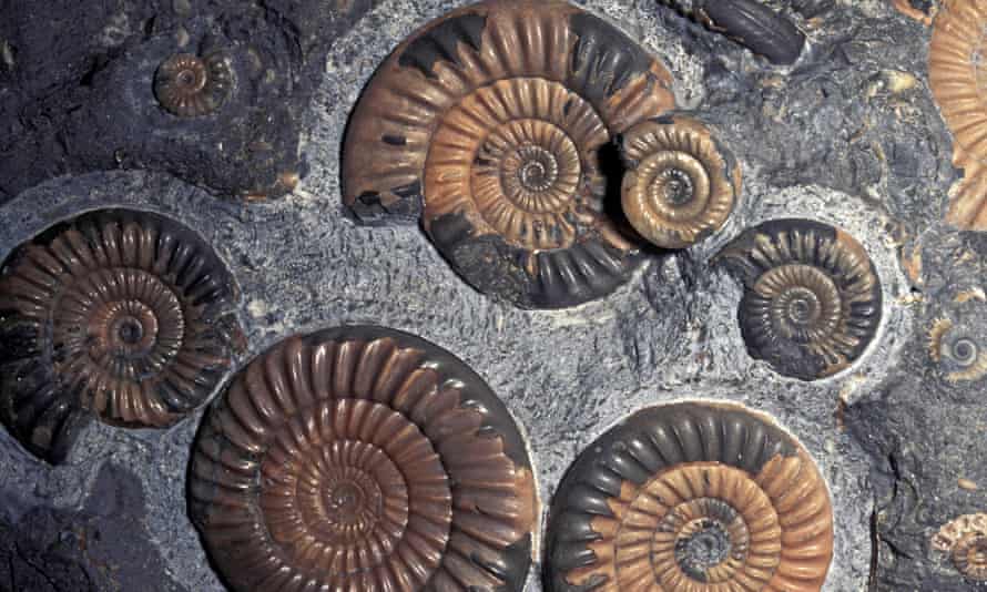 Ammonites.