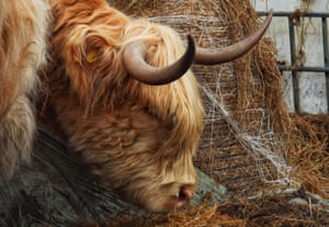 A highland cow in Daisy Nook country park, in Oldham on 6 March.
