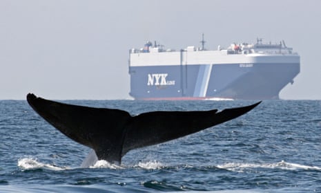 A blue whale swims near a cargo ship in the Santa Barbara Channel off the California coast. 