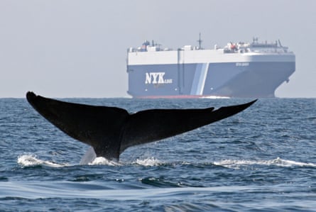 The tail fluke of a blue whale is seen above the water. In the distance is a cargo ship.