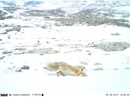 A red fox visits the site.