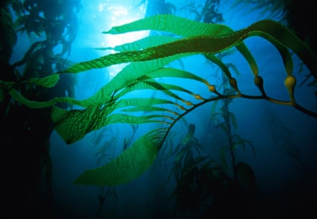 Tasmania’s remaining giant kelp forests appear to have been more resilient to the heatwave