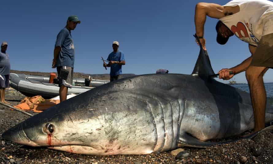 World S Fastest Shark Added To List Of Vulnerable Species To Regulate Trade Environment The Guardian World S Fastest Shark Added To List Of Vulnerable Species To Regulate Trade Environment The Guardian