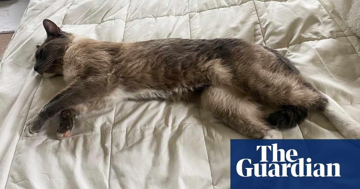 Cat lost in Yellowstone travels 800 miles to reunite with owners after two months | California Cat lost in Yellowstone travels 800 miles to reunite with owners after two months | California