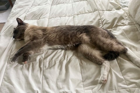 a cat rests on a bed
