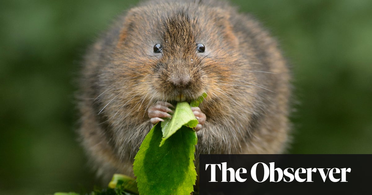 ‘We have a long way to go’: can the UK hit its ambitious 30% rewilding targets?