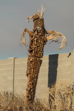 A saguaro cactus appears dry and dying in the Verado community in Buckeye, Arizona.