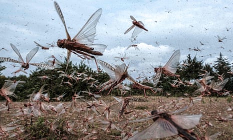 A swarm of desert locusts fin Meru, Kenya.