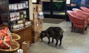 Police said Starbucks employees were opening the store when the goat walked in.