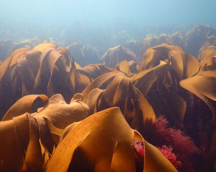 fronds of seaweed