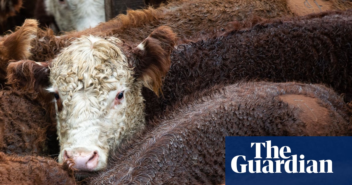 More than 100 cattle die on export ship travelling from Australia to Indonesia | Australia news