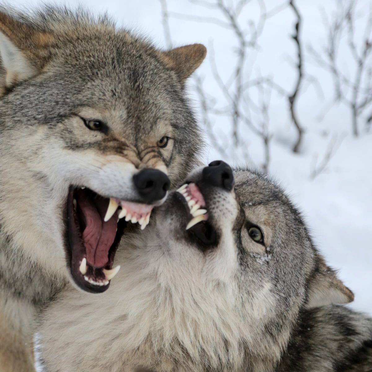 Wolf Fighting Wolf