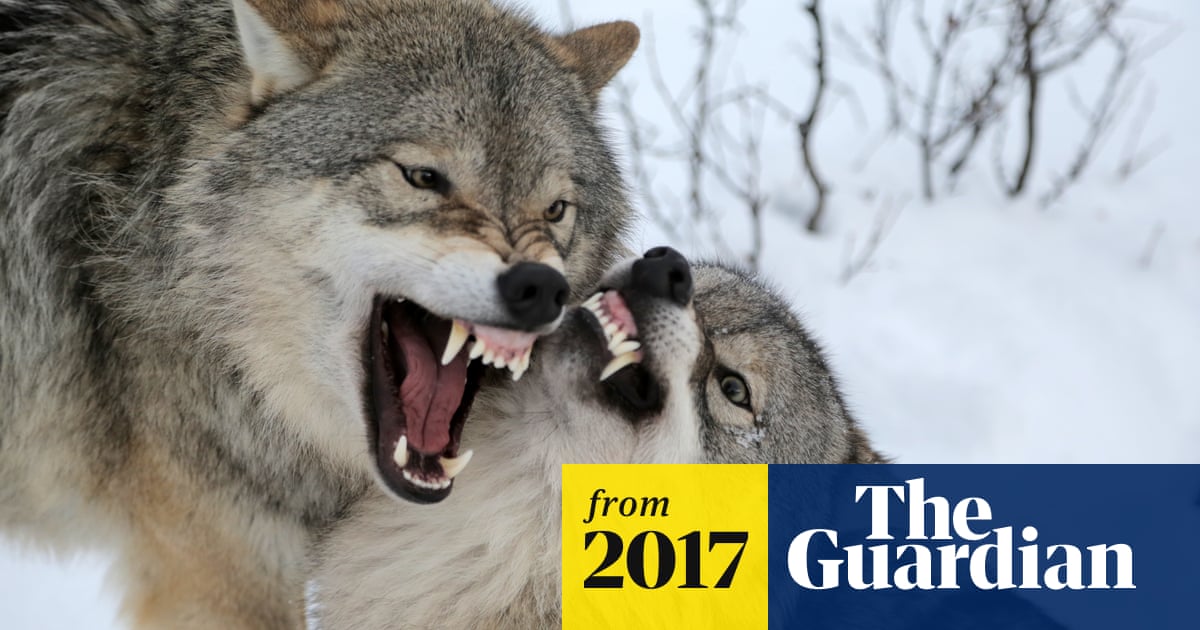 Scientists discover brain's neural switch for becoming an alpha male |  Neuroscience | The Guardian