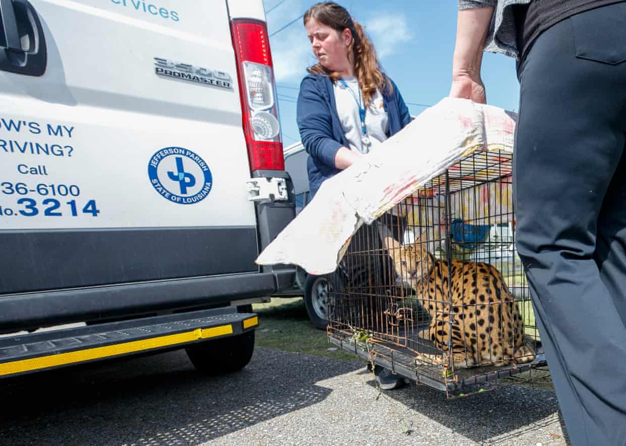 people carrying a cat in a cage