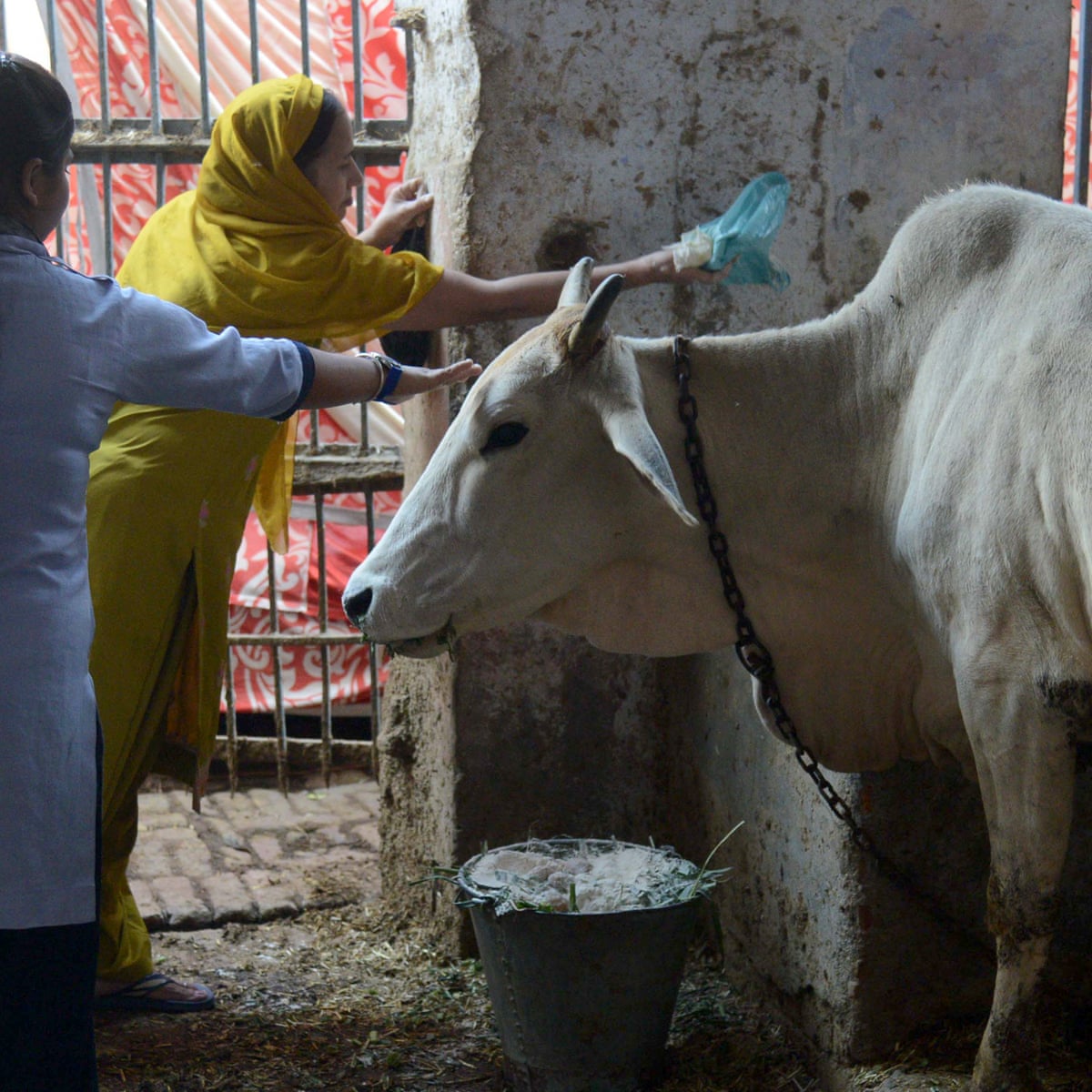 Blues and moos: Indian state launches cow ambulance service | India | The  Guardian