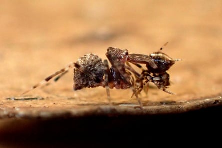 A Kangaroo Island assassin spider