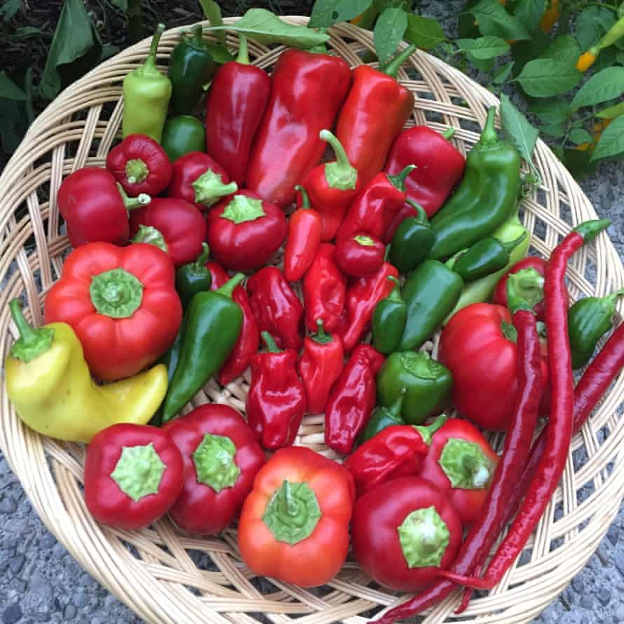 photo of basket of chillies