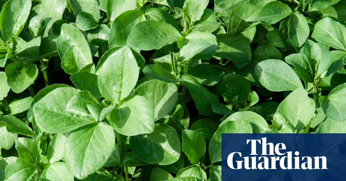 Why Legumes Are the Ultimate Organic Remedy for Difficult Garden Soil