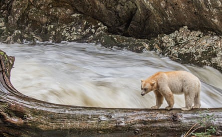 Giving First Nations more control over conservation could help ensure the bears’ future.