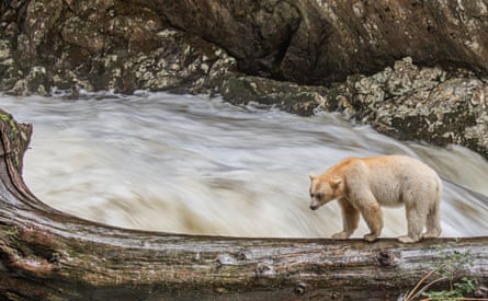 Giving First Nations more control over conservation could help ensure the bears' future.