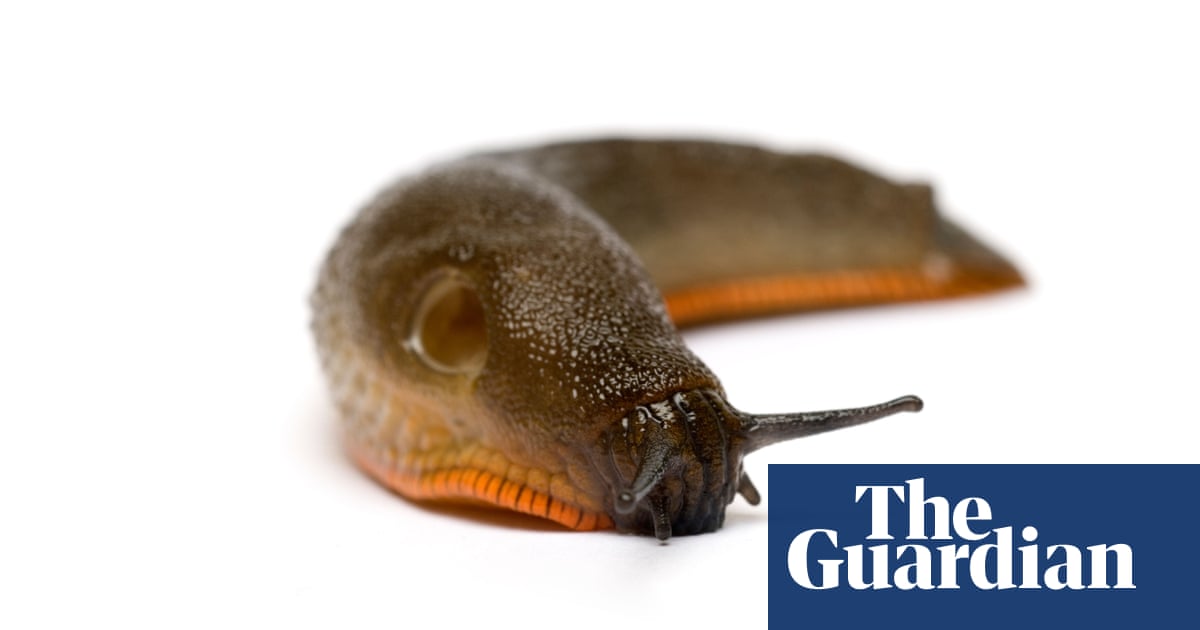 Asia Slime On The Line Slug Blamed For Power Failure On Japanese Railways