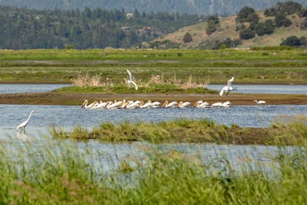 white birds in wetland