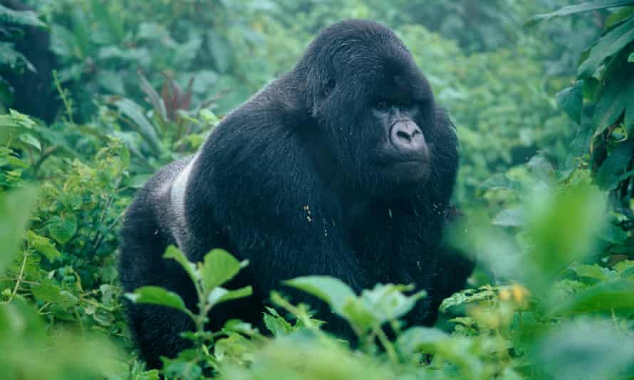 Guhonda, a silverback mountain gorilla in the Volcanoes National park, Rwanda.