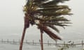 Palm trees during hurricane.