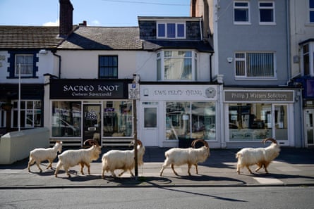 Goats were seen roaming towns in Wales as the coronavirus lockdown emptied the streets.