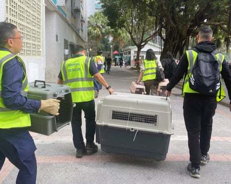 A team arrives with pet carriers at the Wang Fuk Court complex on Thursday