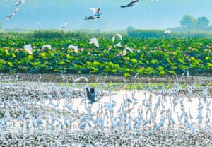 Egrets fly against a background of lush green wetlands