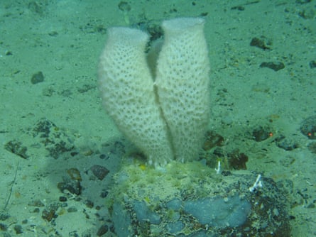 Deep-sea sponges