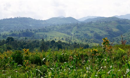 A plantation near Kavumu
