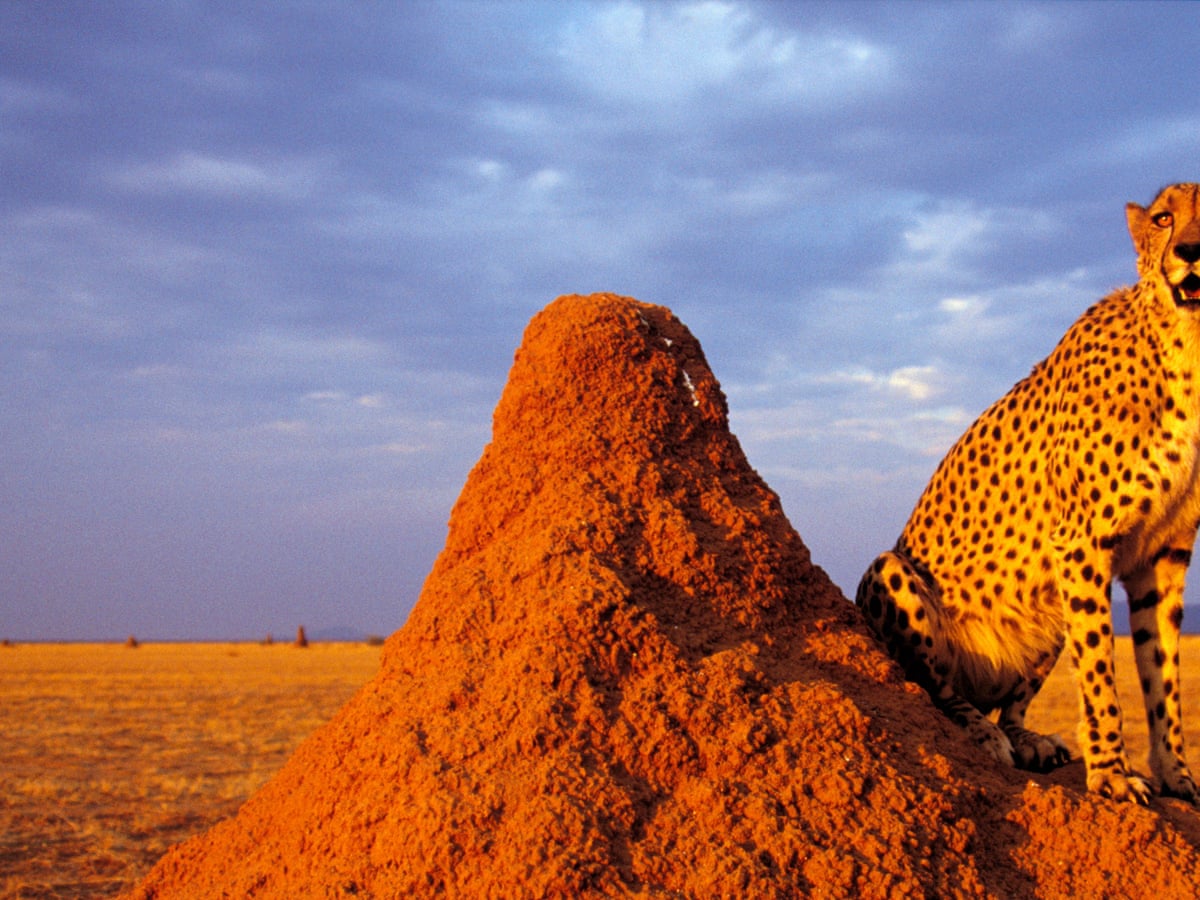 India reintroduces cheetahs to wild after big cats airlifted from Namibia | Namibia | The Guardian India reintroduces cheetahs to wild after big cats airlifted from Namibia | Namibia | The Guardian